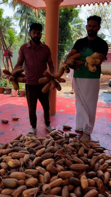 ✨ Skin Benefits
ചർമ്മം തിളക്കമുള്ളതാക്കും
ചകിരിയിൽ ഉള്ള ആന്റി-ഓക്സിഡന്റുകൾ ശരീരത്തിലെ വിഷാംശങ്ങൾ പുറത്താക്കി ചർമ്മം പ്രകാശമുള്ളതാക്കുന്നു.
പിമ്പിള്‍സ് & മുഖക്കുരു കുറയ്ക്കും
ഡിറ്റോക്സ് പ്രോപ്പർട്ടികൾ കാരണം രക്തം ശുദ്ധമാകുന്നു.
അതുവഴി മുഖക്കുരു, പിമ്പിള്‍സ് എന്നിവ കുറയും.
ചർമ്മം Hydrate ചെയ്യും
ധാരാളം വെള്ളവും മിനറലുകളും അടങ്ങിയതിനാൽ ചർമ്മത്തിന് ആവശ്യമായ Hydration നൽകുന്നു.
ആന്റി-ഏജിംഗ് ഗുണം
വിറ്റാമിൻ C, B6 എന്നിവ അടങ്ങിയതിനാൽ fine lines, wrinkles എന്നിവ വൈകിപ്പിക്കും.
Dark Spots & Pigmentation കുറയ്ക്കാൻ സഹായം
രക്തസ്രാവം ശുദ്ധീകരിക്കുന്നത് കൊണ്ടു ചർമ്മത്തിലെ നിറം മെച്ചപ്പെടും.
ആന്തരിക ചൂട് കുറയ്ക്കും
ചകിരി ശരീരത്തെ കൂളാക്കുന്നതിനാൽ ചൂട് മൂലമുള്ള ചർമ്മപ്രശ്നങ്ങൾ കുറയുന്നു.

Whatsapp 8139072515
www.ummeesnaturals.com

#BananaStemJuice
#PothangaChakiri
#NaturalDetox
#HealthyKerala
#HerbalHealth
#DetoxDrink
#SlimyLife
#AyurvedaHealing